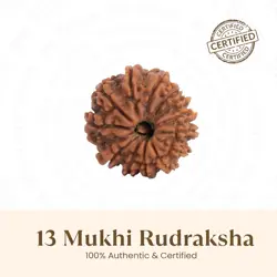 13 mukhi rudraksha