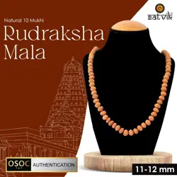 10_Mukhi_Rudraksha_Mala_