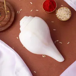 Natural_100_Original_Vamavarti_Shankha_12_cm_ef04d97f-8389-47ba-a614-1606e86399f3